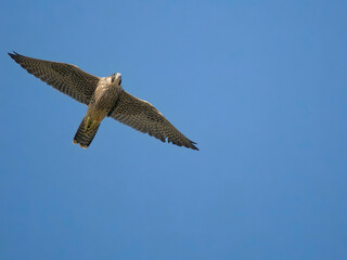 Peregrine, Falco peregrinus
