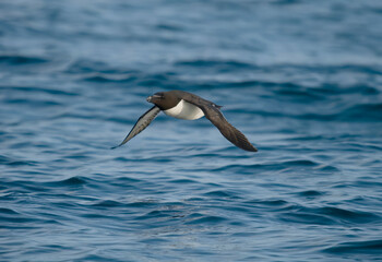 Razorbill, Alca torda