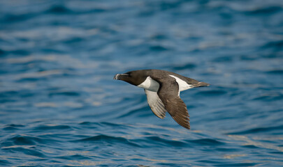 Razorbill, Alca torda