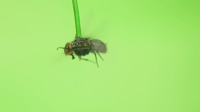 Housefly flying on green background to study flight.
Musca domestica, Parasitology, entomology.
insect, parasites, parasite.
Bug isolated.
Insects, bugs.
Animals, animal.
Wildlife, wild nature