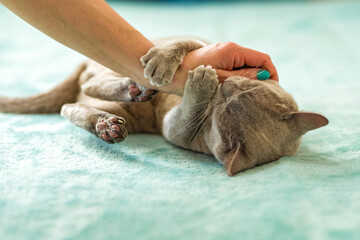 A domestic male Burmese cat, gray with yellow eyes, in a city apartment building. Likes to play with a human hand. Natural habitat.