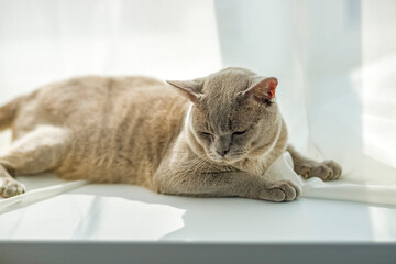 A domestic male Burmese cat, gray with yellow eyes, in a city apartment building. It effectively lies on the windowsill. Natural habitat.