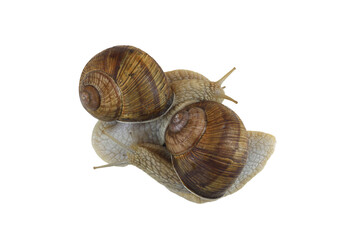 Beautiful snails isolated on white background