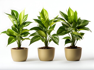 Obraz premium house plant in a white pot isolated on white background Generative AI