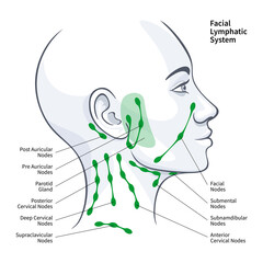 Woman profile facial lymphatic system nodes illustration