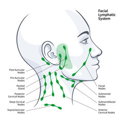 Woman profile facial lymphatic system nodes vector illustration