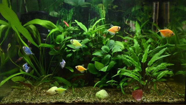 Beautiful, multi-colored GloFish swim in an aquarium