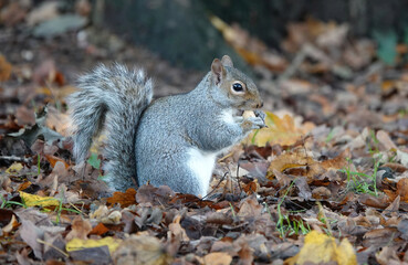 Naklejka na ściany i meble A side view of a grey squirrel on the ground eating an acorn from its paws. 