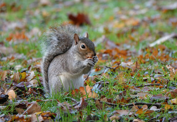 A grey squirrel on the grass eating an acorn. 