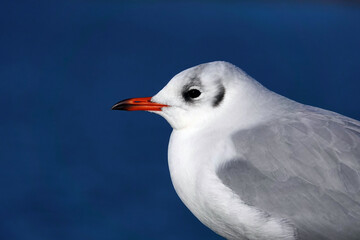 A closeup profile view of a black-headed gull against a blue background. 