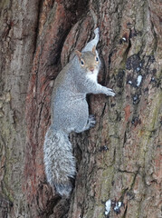 A grey squirrel climbing up the side of a tree in winter and looking round, 