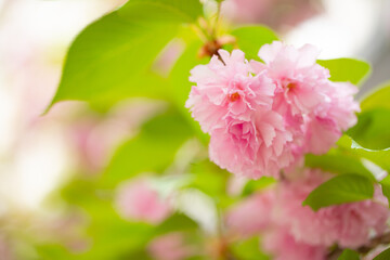 Sakura. Cherry blossom, branches with flowers sway in the wind. Pink flowers of the sakura tree. Spring landscape with flowering trees. Beautiful nature on a sunny day.