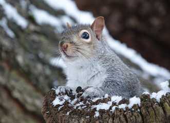 A grey squirrel looking up from a snowy perch in a tree in winter.  © Nigel Harris