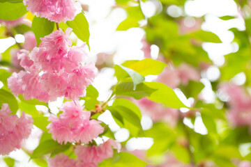 Sakura. Cherry blossom, branches with flowers sway in the wind. Pink flowers of the sakura tree. Spring landscape with flowering trees. Beautiful nature on a sunny day.