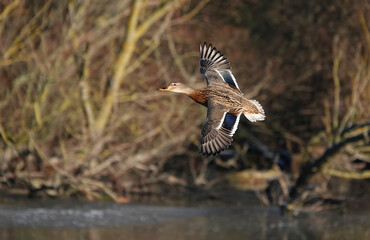 A female mallard duck flying above a lake in winter. 