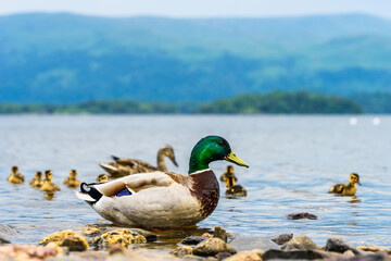 Mallard Duck, Anas platyrhynchos - pair with nestlings
