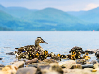 Mallard Duck, Anas platyrhynchos - Female with nestlings