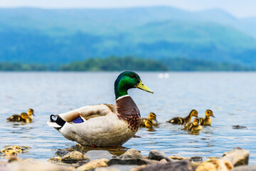 Mallard Duck, Anas platyrhynchos - male with nestlings