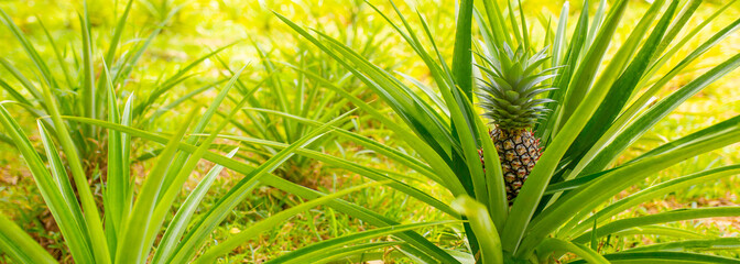 Pineapples growing on a plantation close-up. Pineapple harvest in tropical countries. Fresh...