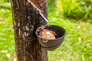 Milky latex extracted from the rubber tree Hevea Brasiliensis as a source of natural rubber. Milky...