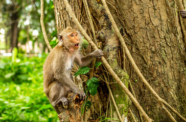 Monkeys in nature in the jungle of Thailand. A flock of monkeys in the trees. Wildlife scene with wild animals.