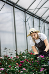 Female gardener in apron working with roses growing them in the greenhouse.
