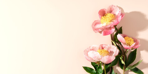 Beautiful pink peony flower on white background, minimalistic banner