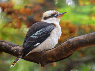 laughing kookaburra sitting on a tree branch in the forest