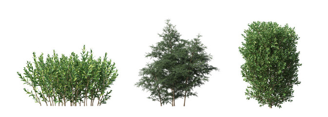bush isolated on white background, 3D illustration, cg render

