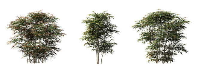 bush isolated on white background, 3D illustration, cg render
