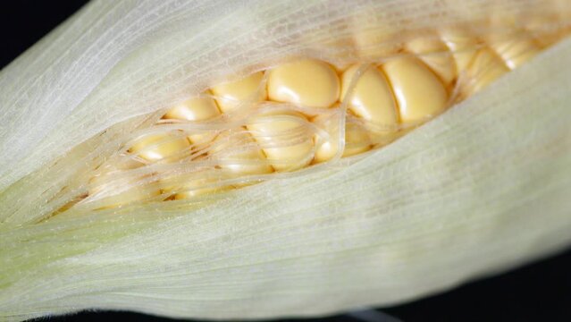 とうもろこしの皮を剥ぐ動画。夏が旬の日本の野菜。