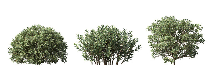 bush isolate on a transparent background, 3D illustration, cg render
- 620143705