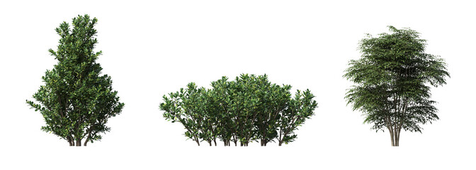 Fototapeta premium bush isolate on a transparent background, 3D illustration, cg render 