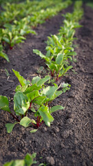 Green leaves of young beets planted in the garden