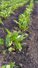 A row of young beets planted in the garden