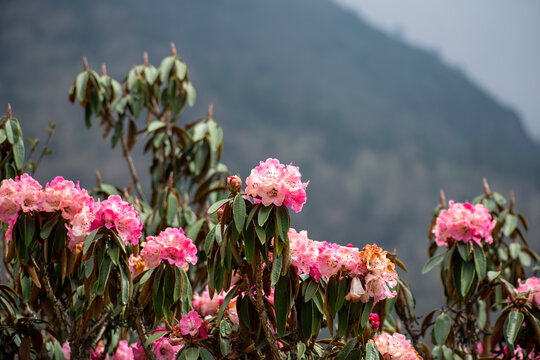 Blooming pink rhododendron flower enroute everest base camp trek in nepal himalaya. A beautiful bunch of pink flowers with dark green leaves and a blurred mountain backdrop on a bright sunny day.