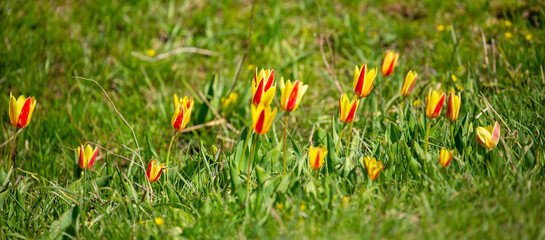 Wild Red Book tulips Kaufman in the fields of Kazakhstan. Spring flowers under the rays of sunlight. Beautiful landscape of nature. Hi spring. Beautiful flowers on a green meadow.