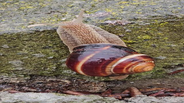 Shell Creeper Shelless รูปภาพCreeps – เลือกดูภาพถ่ายสต็อก เวกเตอร์ และวิดีโอ854,638 | Adobe Stock