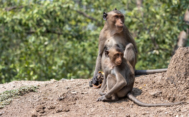 Pair of macaques in a tropical nature