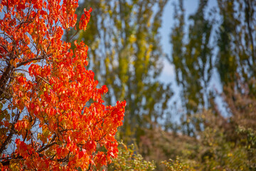 Red and yellow leaves of trees in the autumn forest on a blurred background. Autumn nature. Beautiful autumn landscape with place for text.