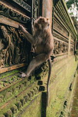 Macaque hanging on stone architecture wall in sacred forest monkey. Monkey climbing on balinese traditional stone carved sculpture