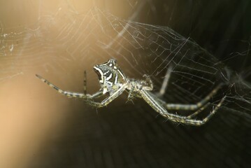 macro photo of insect, spider jumping on a leaf, spider on the web