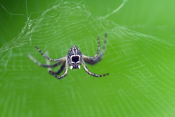 macro photo of insect, spider jumping on a leaf, spider on the web