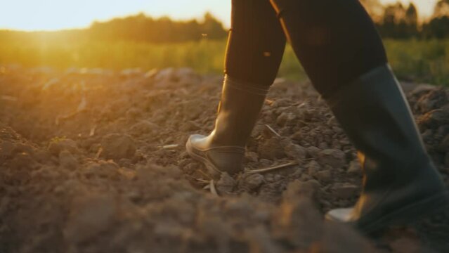 Farmer agronomist walks through green field of eco-crop in rubber boots.