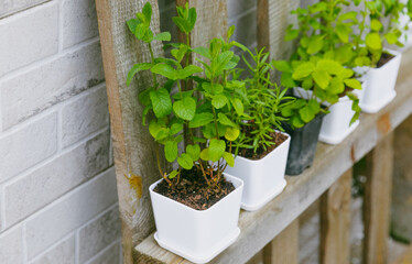 Fresh garden herbs in pots. Rosemary, mint, oregano and strawberries in pots. Seedling of spicy spices and herbs. Assorted fresh herbs in a pot. Home aromatic and culinary herbs.