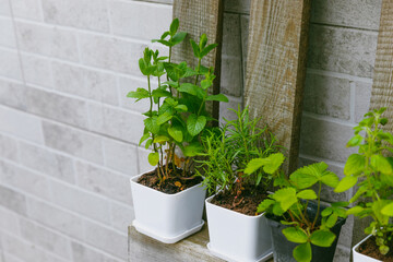 Fresh garden herbs in pots. Rosemary, mint, oregano and strawberries in pots. Seedling of spicy spices and herbs. Assorted fresh herbs in a pot. Home aromatic and culinary herbs.