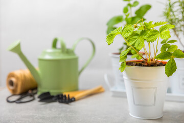 Fresh garden herbs in pots. Strawberries in a pot on the background of a blurred kitchen interior. Seedling of spicy spices and herbs. Assorted fresh herbs in a pot. Home aromatic and culinary herbs.