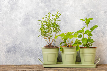 Fresh garden herbs in pots. Rosemary, mint and strawberries in pots on a textured background. Seedling of spicy spices and herbs. Assorted fresh herbs in a pot. Home aromatic and culinary herbs.
