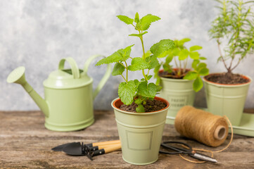 Fresh garden herbs in pots. Mint in a pot on the background of a blurred kitchen interior. Seedling of spicy spices and herbs. Assorted fresh herbs in a pot. Home aromatic and culinary herbs.