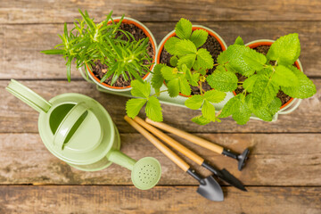 Fresh garden herbs in pots. Rosemary, mint, oregano and strawberries in pots on a textured background. Seedling of spicy spices and herbs. Assorted fresh herbs in a pot. Home aromatic and culinary her